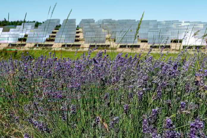 Au premier plan : un champ de fleurs mauves ; à l'arrière-plan : une centrale photovoltaïque au sol constituée de plusieurs panneaux solaires.