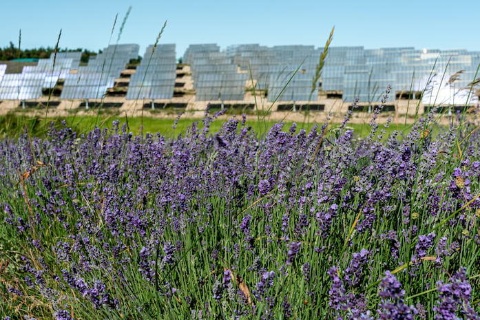 Au premier plan : un champ de fleurs mauves ; à l'arrière-plan : une centrale photovoltaïque au sol constituée de plusieurs panneaux solaires.
