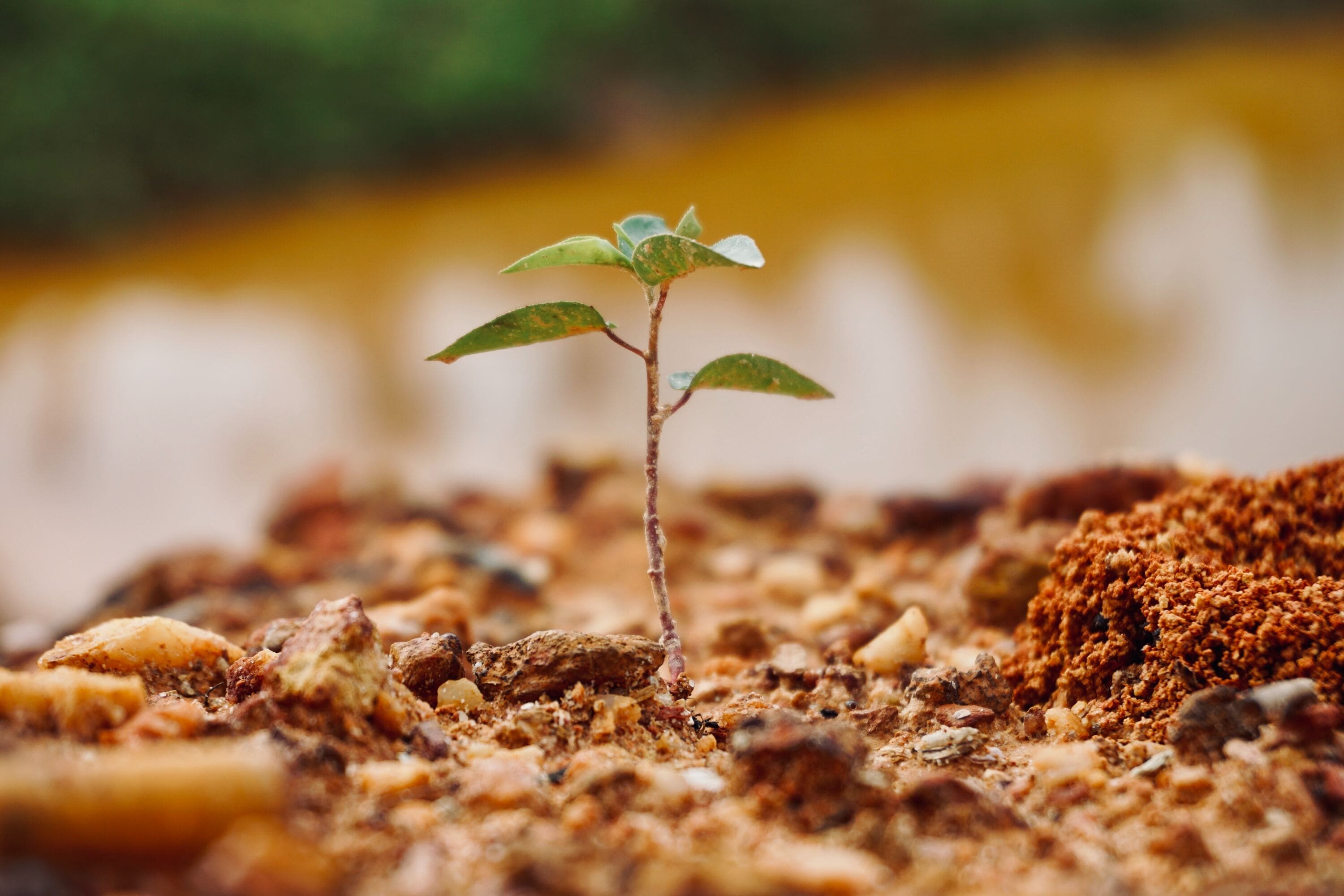 arboriculture-jeune-arbre