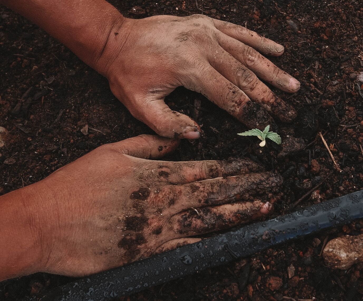 jeune-pousse-arboriculture