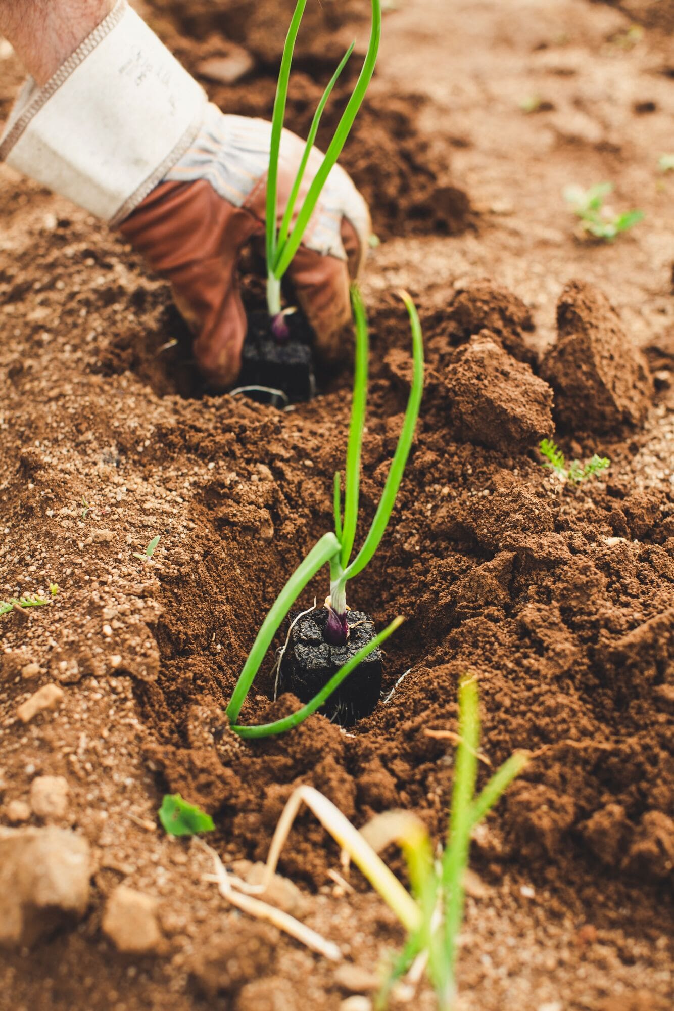 plantation-maraichage