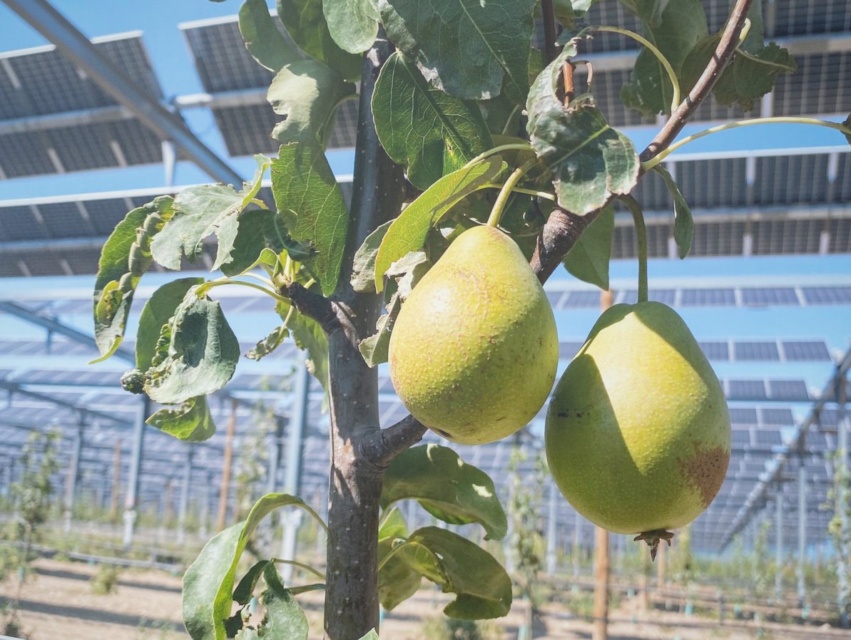 Sun'Agri poires agrivoltaïques à Llupia