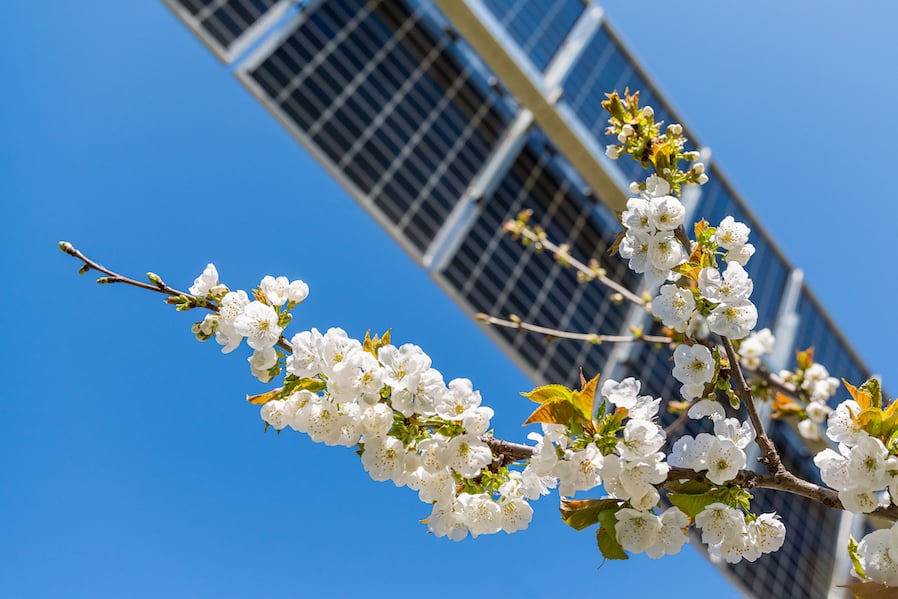 Agrivoltaïsme sur cerisiers par Sun