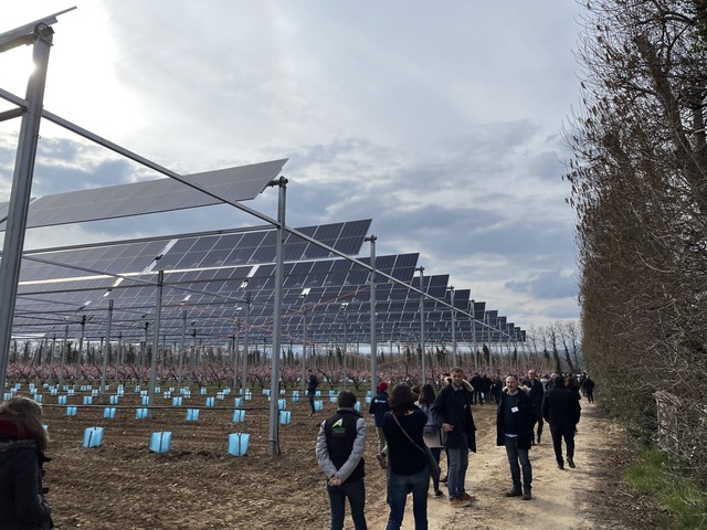 Inauguration du premier démonstrateur agrivoltaïque mondial sur pêches, abricots et cerises