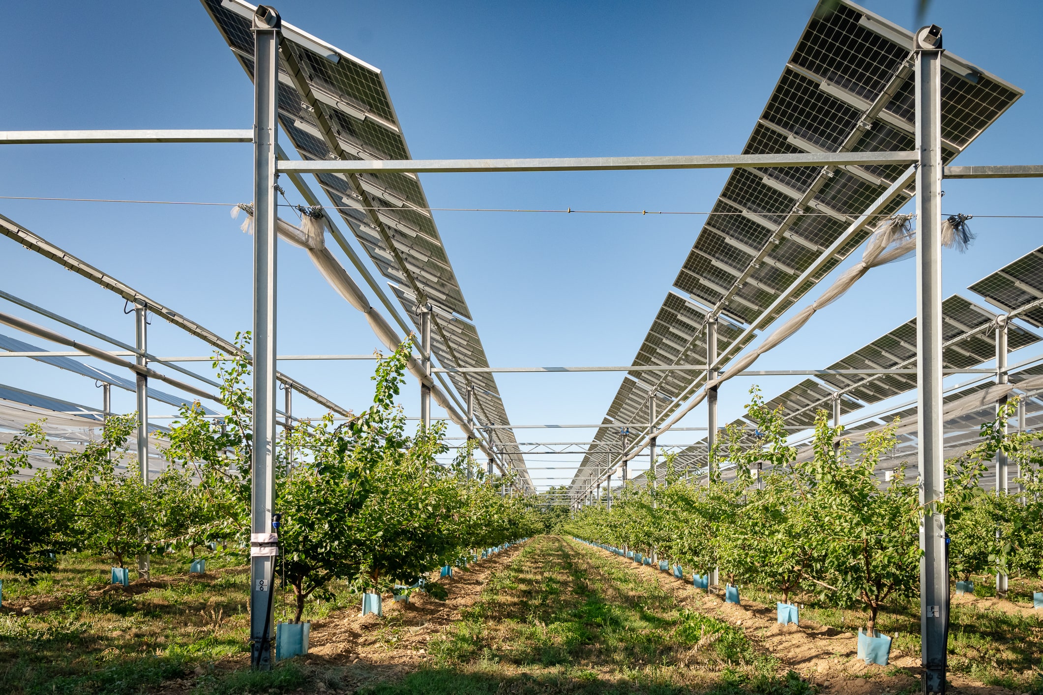 Projet Sun'Agri de pèches et abricots sous dispositif agrivoltaïque